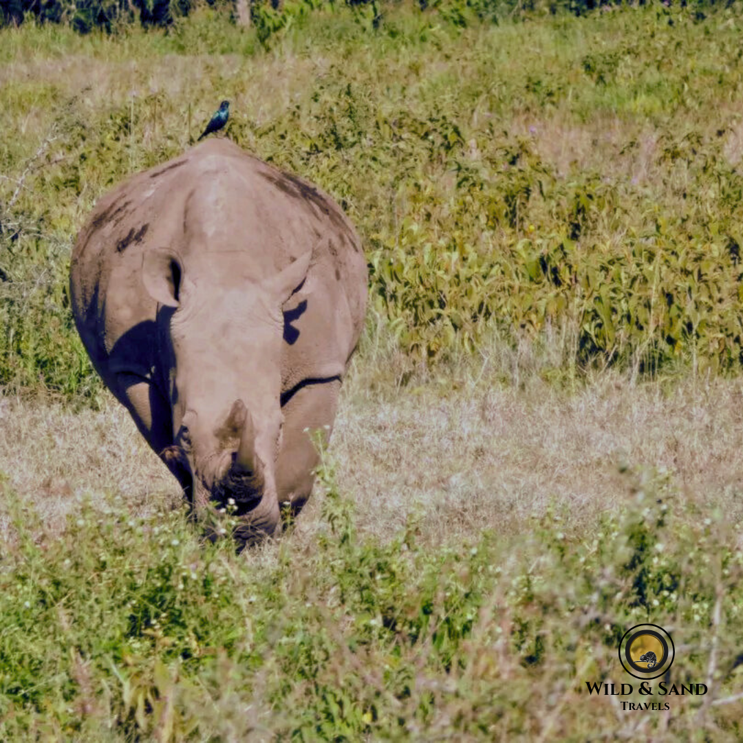 Winter Wildlife & Migration Safari