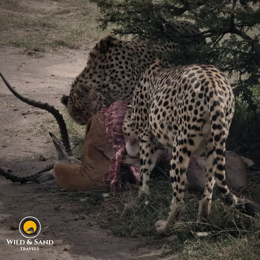 Budget Tarangire, Serengeti & Ngorongoro Safari