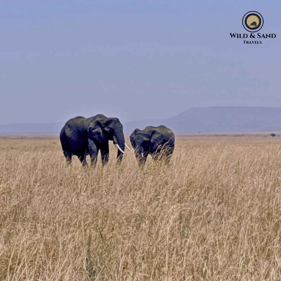 Wild Heritage & Highland Safari