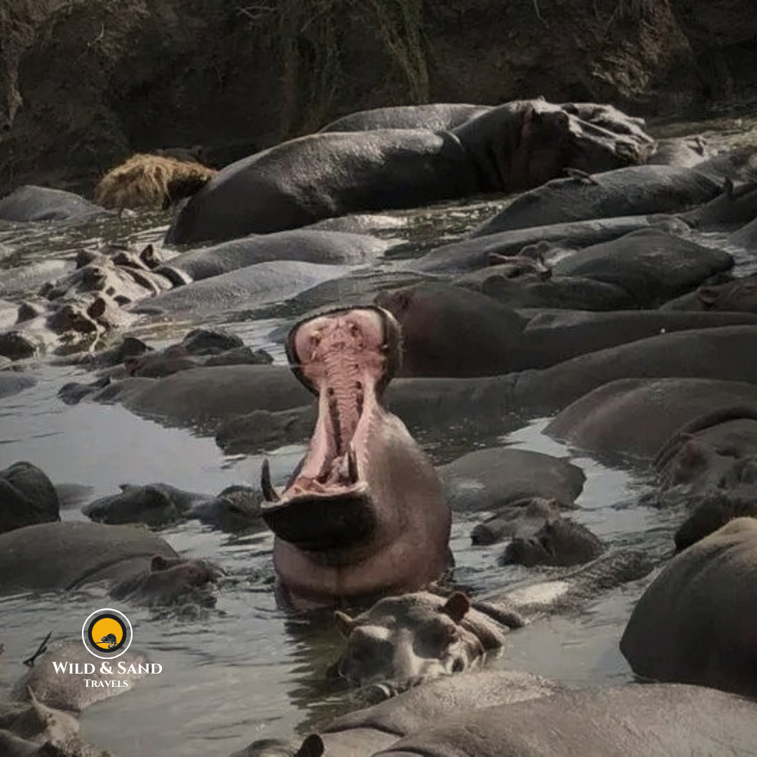 Luxury Northern Circuit Safari