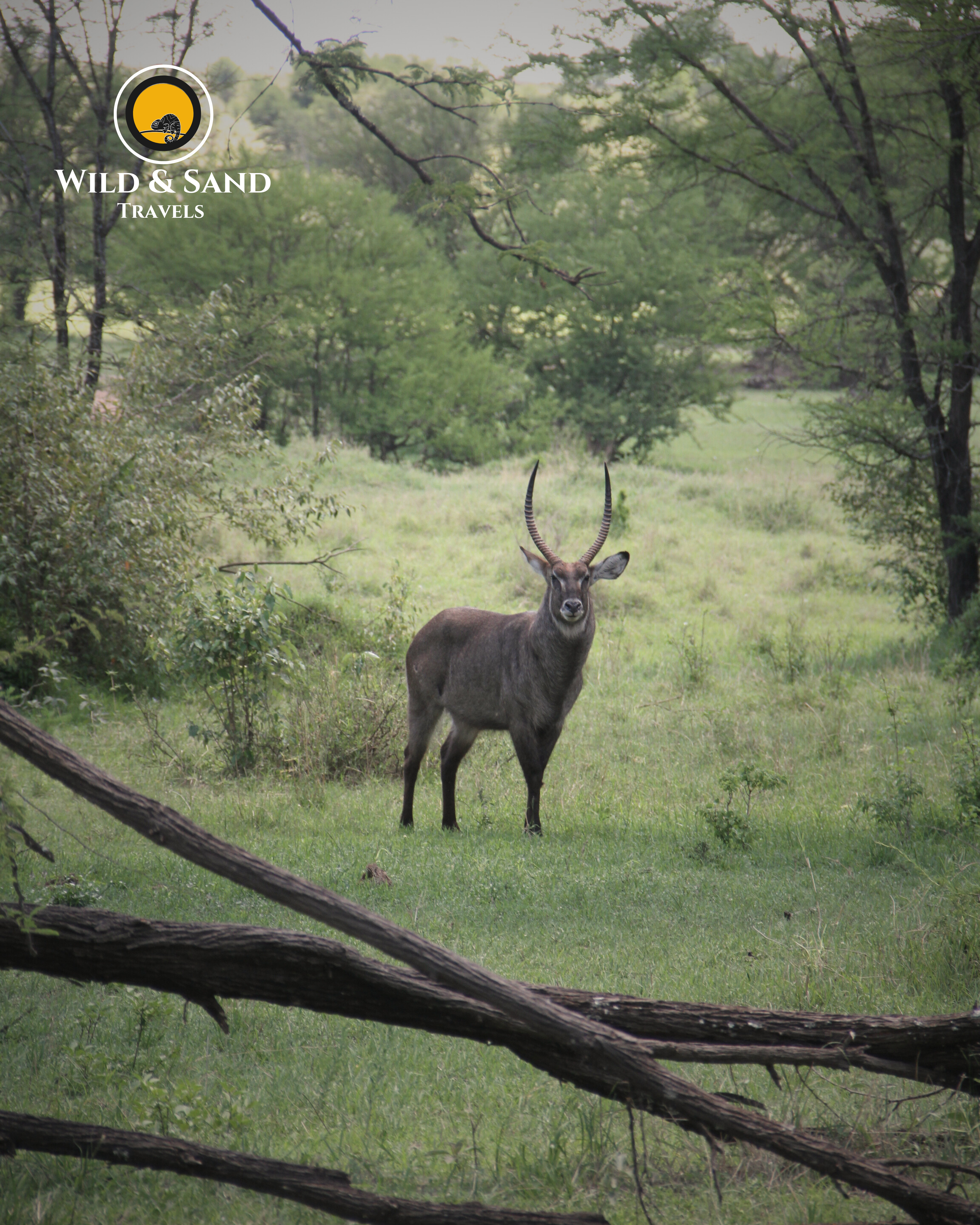 Five Park Explorer Safari Tour