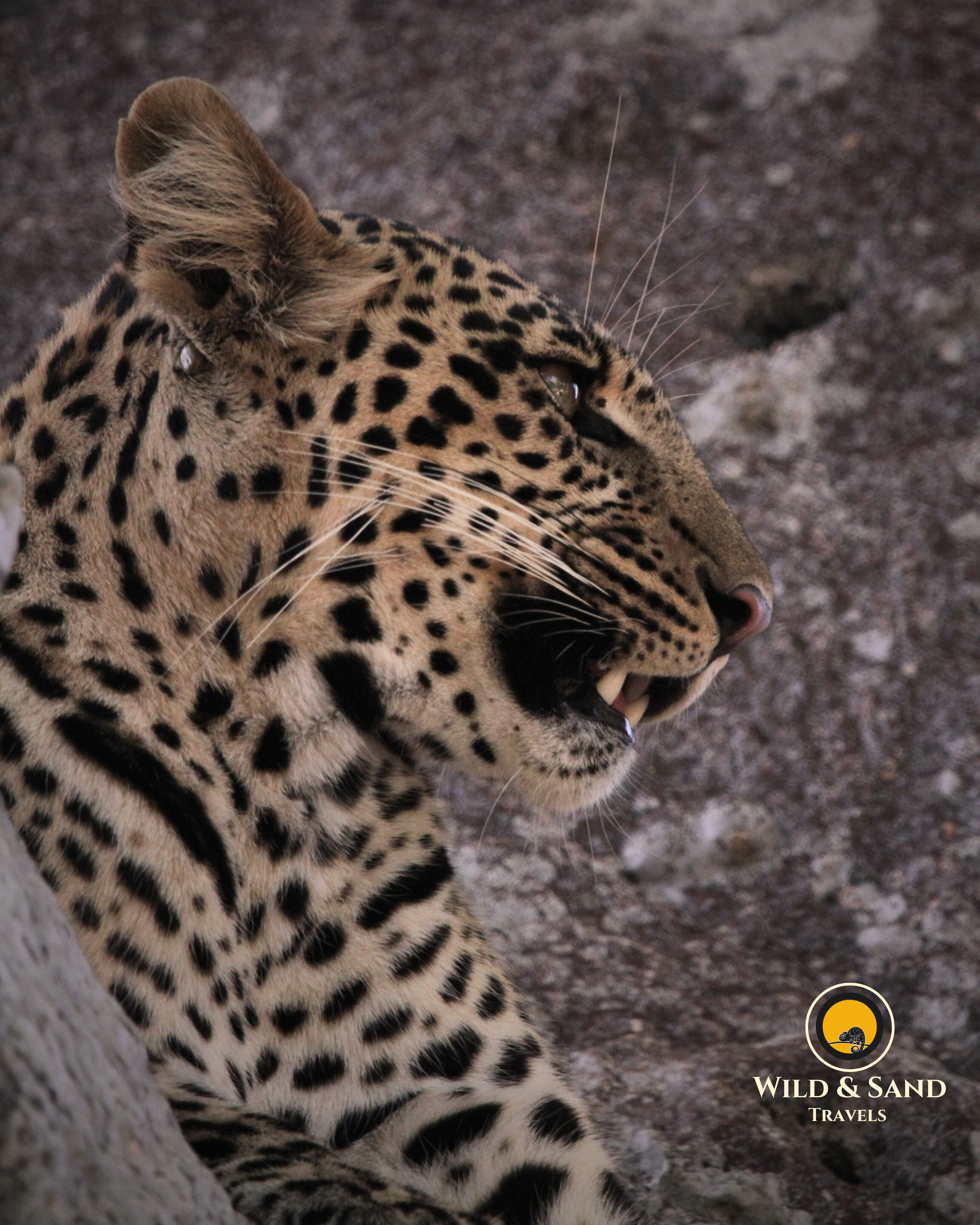 Essential Three Day Safari